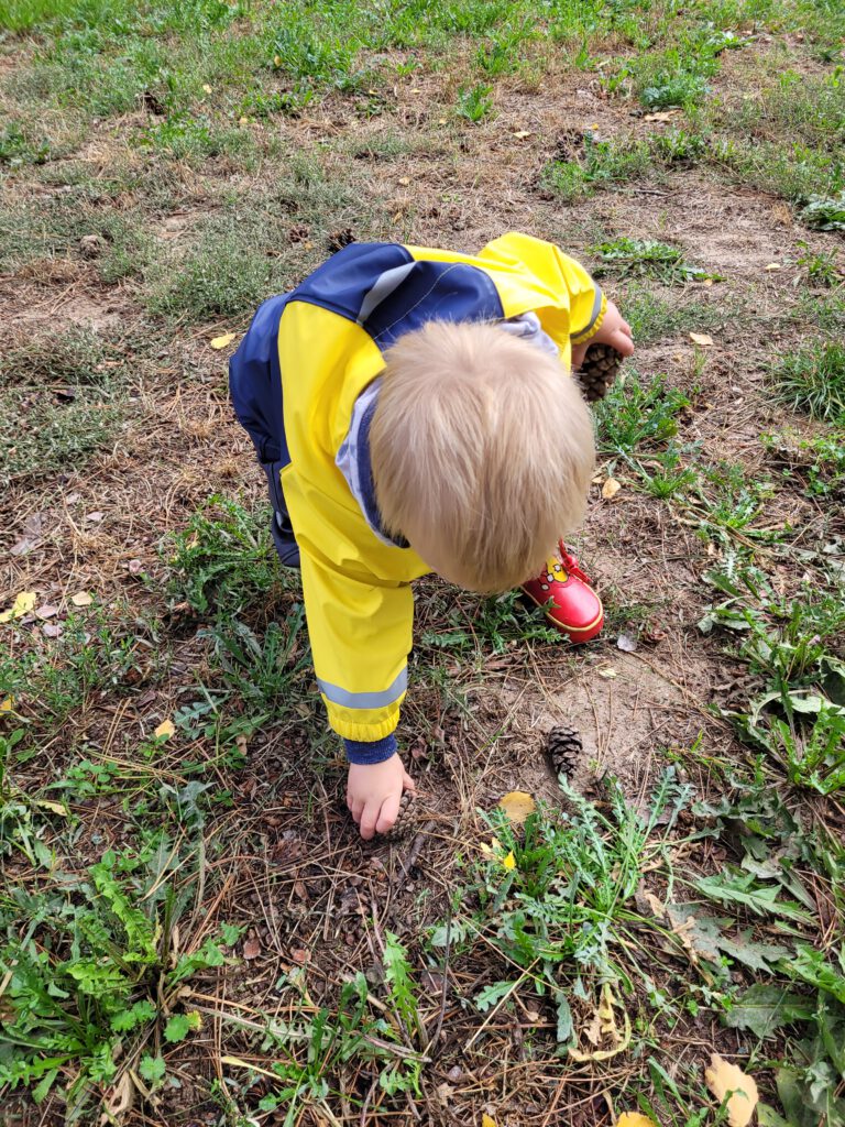 Picking up a pine cone